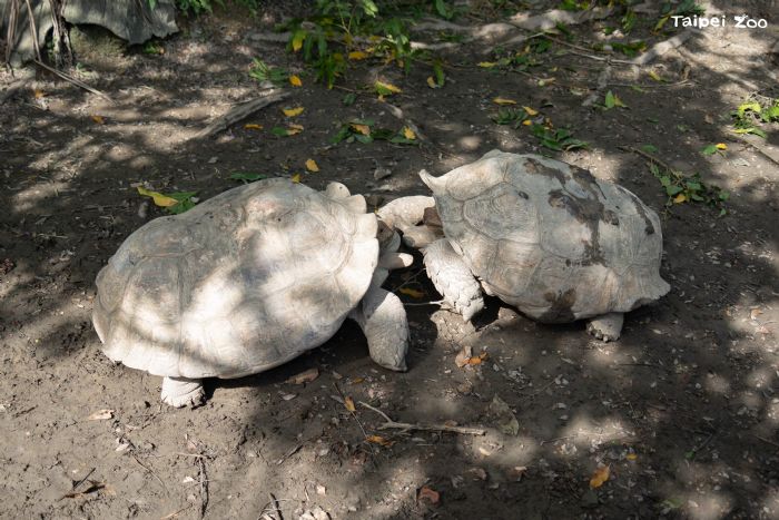 不是救龜，是開戰！揭密蘇卡達象龜「翻車對決」與保育員的暖心勸架日常